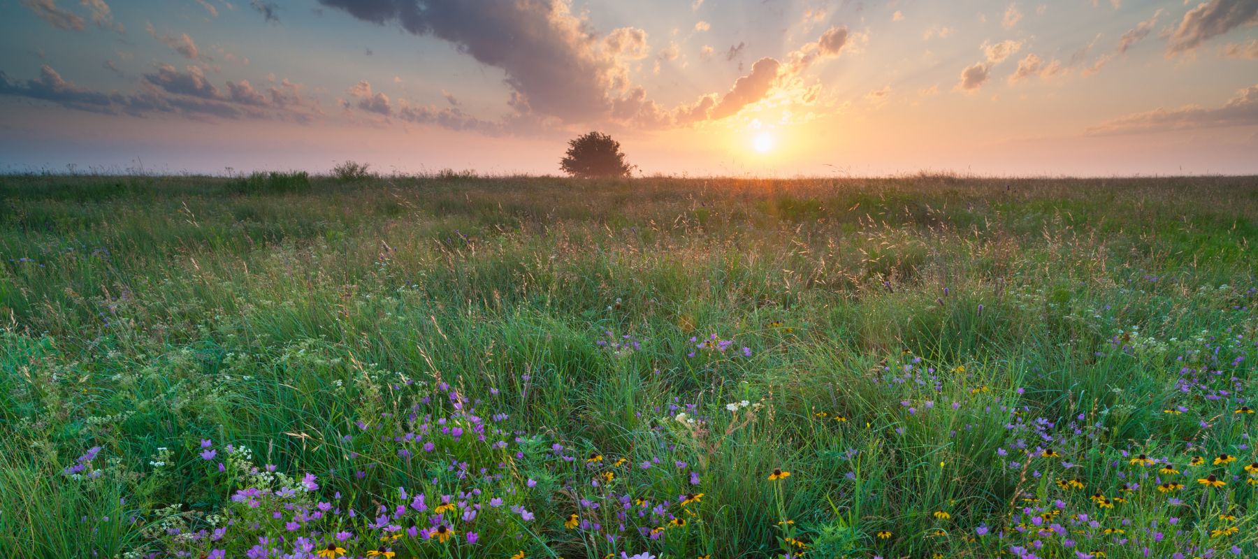 an open field with purple and yellow wildfowers and large oak tree in the distance at sunset